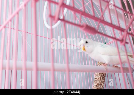 Un budgie bianco sembra una gabbia rosa. Foto Stock