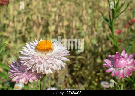 Bract di Immortelle Close-up. Fiori secchi Foto Stock