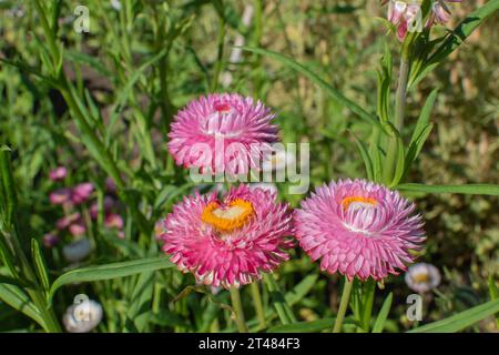 Il bract dell'immortelle rosa primo piano. Fiori secchi Foto Stock