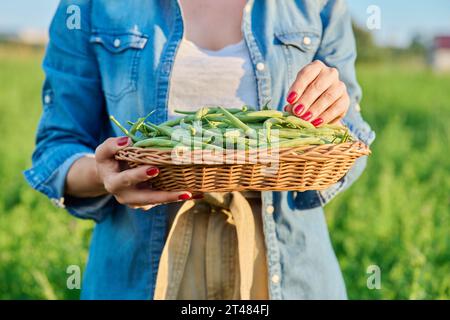 Raccolta di asparagi verdi lunghi in cesto in mani di giardiniere, contadina Foto Stock
