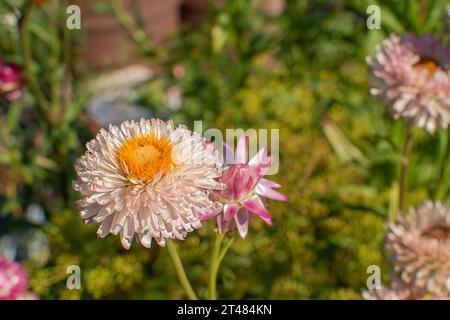 Il bract dell'immortelle rosa primo piano. Fiori secchi Foto Stock