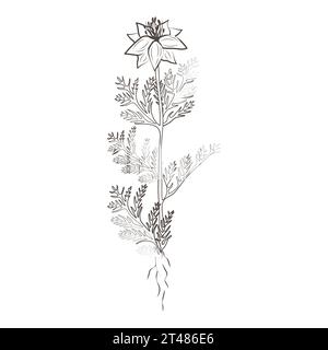 Piante medicinali cumino, sfondo trasparente vettoriale disegnato a mano Illustrazione Vettoriale