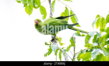 Pappagallo femminile con anelli di rosa che si aprono su un ramo di albero isolato su sfondo bianco Foto Stock