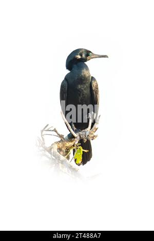 Cormorano indiano arroccato su un ramo di albero isolato su sfondo bianco Foto Stock
