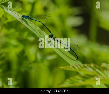 Animali, insetti, libellule, libellule Foto Stock