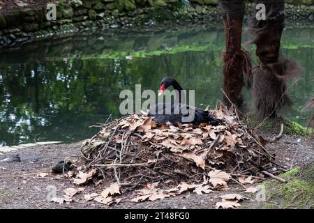 un cigno nero si trova su una pila di foglie autunnali cadute vicino al lago, fuoco selettivo Foto Stock