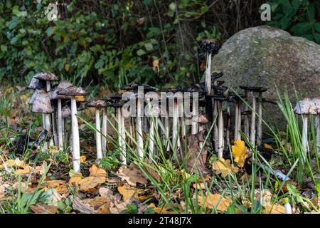 un folto gruppo di funghi alti e sottili con tappo a inchiostro cresce tra le foglie autunnali cadute e l'erba vicino a una grande roccia in una radura forestale, suggerendo una deca naturale Foto Stock