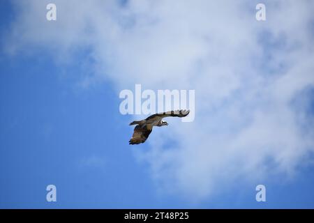 Osprey che vola vicino alle nuvole nel cielo blu con le ali sparse. Foto Stock