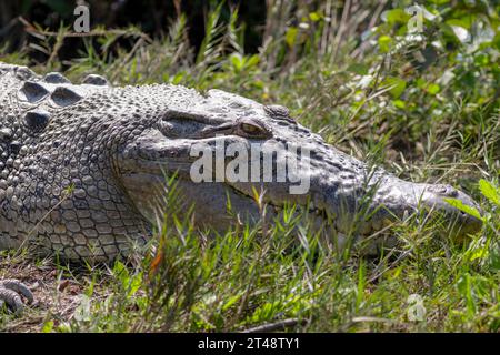 Testa di coccodrillo di acqua salata (Crocodylus porosus). Questa foto è stata scattata dal Sundarbans National Park Foto Stock