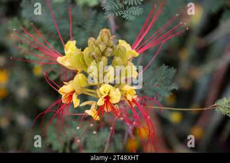 Uccello del paradiso cespuglio Caesalpinia gilliesii in primo piano Foto Stock