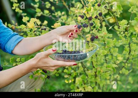 Donna in giardino che raccoglie i frutti di bosco dolci maturi Foto Stock