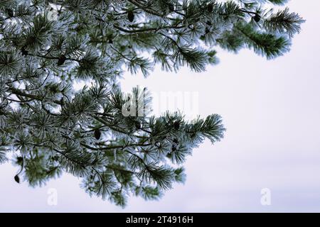 Fiaba invernale: Brina bianca sui rami di pino, primo piano Foto Stock