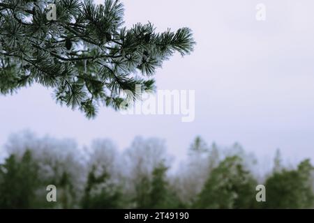 Fiaba invernale: Brina bianca sui rami di pino, primo piano Foto Stock