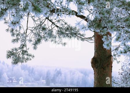 Fiaba invernale: Brina bianca sui rami di pino, primo piano Foto Stock