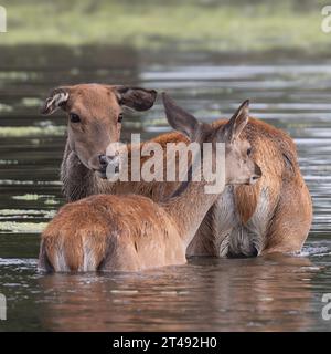 Una femmina di cervo rosso e il suo volto che si raffreddano in uno stagno in una giornata calda a Bushy Park, Teddington Foto Stock