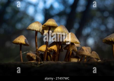Funghi che crescono nella foresta. Foto ravvicinata di funghi pericolosi non commestibili Foto Stock