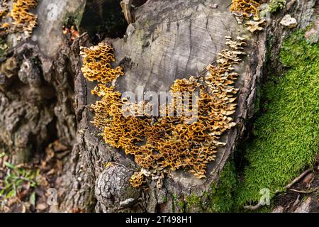 i funghi crescono su un ceppo. Splendida vista di una colonia di funghi che copre un vecchio ceppo di muschio nella foresta. Natura forestale su sfondo sfocato Foto Stock