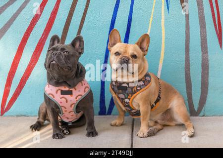 Maschi Bulldog francese di 8 e 2 anni, color rosso-marrone e blu-lilla, seduti contro il murale. Foto Stock