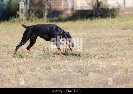 Doberman Pinscher all'aperto nel parco. bella donna dobie fuori al tramonto. Spighe di prodotto piccole dimensioni con catena. Nero e ruggine, cane abbronzato all'esterno. purosangue do Foto Stock