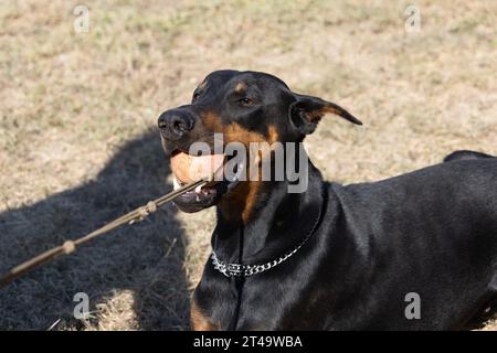 Doberman Pinscher all'aperto nel parco. bella donna dobie fuori al tramonto. Spighe di prodotto piccole dimensioni con catena. Nero e ruggine, cane abbronzato all'esterno. purosangue do Foto Stock