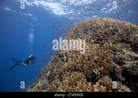 Il subacqueo nuota accanto a una variopinta scuola di pesci di Anthers tropicali, Anthias anthias, nuotando sopra l'affioramento corallino di una barriera corallina Foto Stock
