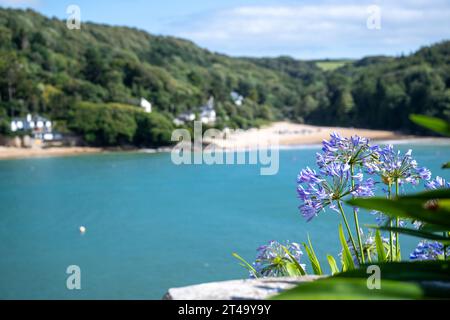 Agapanthus blu in netto fuoco con East Portlemouth in morbido fuoco sullo sfondo - in particolare Smalls Cover e Mill Bay con la loro sabbia gialla. Foto Stock