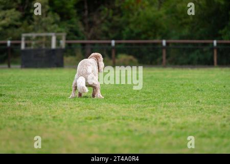 Ritratto di un cane nel parco per cani che cacca sull'erba verde Foto Stock