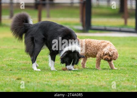 Cani di razze miste che annaffiano l'erba nel parco Foto Stock