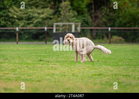 Ritratto di un cane nel parco per cani che cacca sull'erba verde Foto Stock