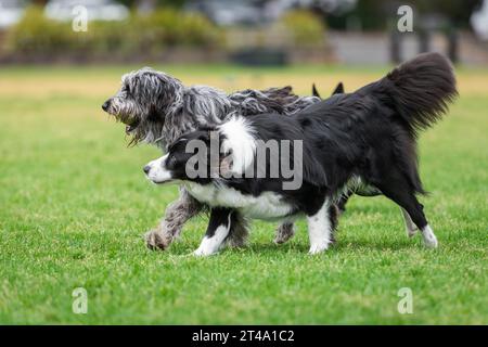 Cani di razze miste giocano nel parco su un prato verde Foto Stock