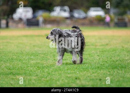 Ritratto di un cane soffice che corre nel parco su un'erba verde, foto di cane scruffy Foto Stock