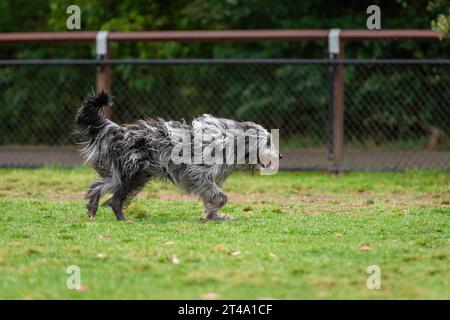Ritratto di un cane soffice che corre nel parco su un'erba verde, foto di cane scruffy Foto Stock