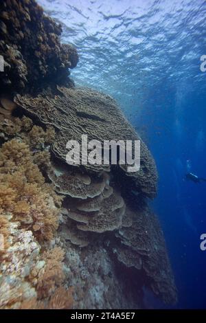 Immersioni subacquee e grandi coralli di lattuga stoney affioranti sulla parete della barriera corallina tropicale Foto Stock