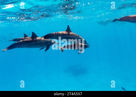 Cialda di delfini a naso di bottiglia comuni, Tursiops truncatu, nuoto e gioco nelle limpide acque tropicali blu Foto Stock