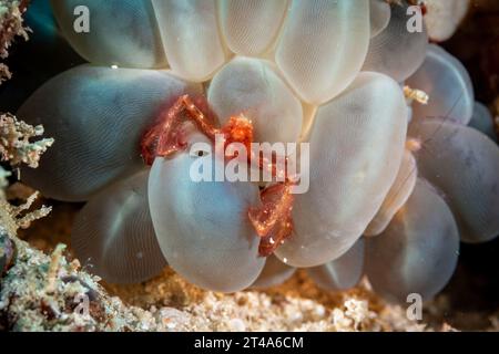 Il granchio arancio di orango, Achaeus japonicus, si nasconde in una bolla di corallo sulla barriera corallina tropicale Foto Stock