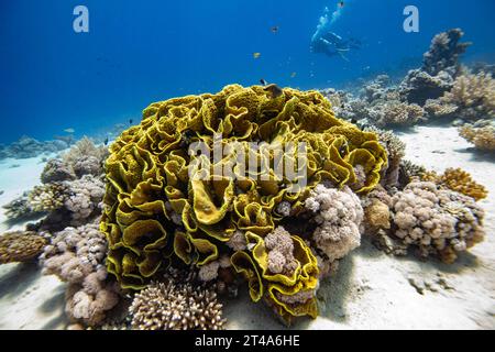 Grande corallo di lattuga gialla, Turbinaria mesenterina, con subacquei che nuotano attraverso la barriera corallina sullo sfondo Foto Stock