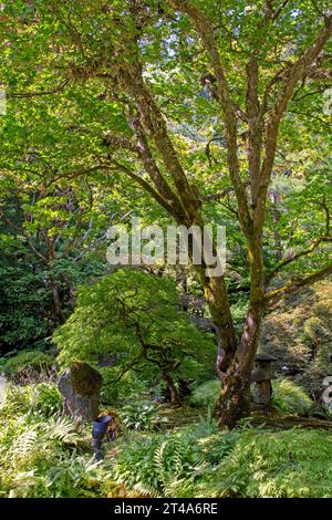 Giardino giapponese, Butchart Gardens Foto Stock