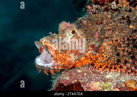 Scorpione velenoso, Scorpaenidae, con camuffamento ornato, poggia a bocca aperta sulla barriera corallina Foto Stock