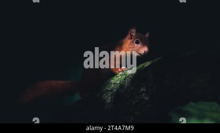 Uno scoiattolo (Sciurus) su un ramo in una foresta buia con un po' di luce che splende su di esso, sfondo nero, effetto opaco, spazio di copia, 16:9 Foto Stock