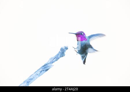 Anna's male Hummingbird Landing su Perch Foto Stock