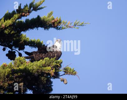 Osprey arroccato nel pino Foto Stock