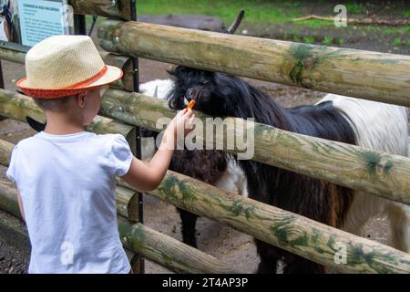 il bambino con cura nutre la capra. Prodotto ecologico nell'azienda agricola. Latte di capra utile. Vacanze estive in campagna. BIOGRAFIA. Qua alta Foto Stock