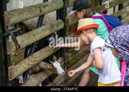 il bambino con cura nutre la capra. Prodotto ecologico nell'azienda agricola. Latte di capra utile. Vacanze estive in campagna. BIOGRAFIA. Qua alta Foto Stock