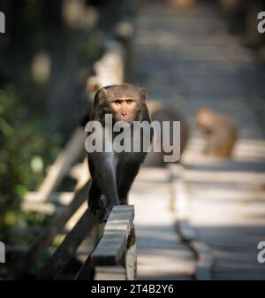 Scimmia macachi rhesus. Questa foto è stata scattata dal Koromjol Eco Tourism Centre di Sundarbans. Bagerhat, Bangladesh. Foto Stock