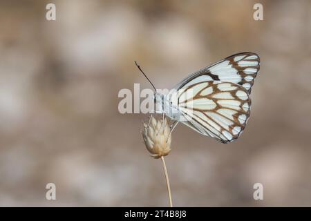 Grande farfalla migratoria bianca, bianco venato marrone, Belenois aurota Foto Stock