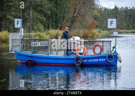 Stolpe, Germania. 26 ottobre 2023. Il traghetto Ulf Radicke prende il piccolo traghetto passeggeri attraverso il Peene. Da marzo a ottobre, escursionisti e ciclisti possono attraversare i 100 metri del fiume. Tuttavia, la stagione che sta per concludersi potrebbe essere la sua ultima: L'unico traghetto pedonale tra Anklam e Jarmen è minacciato di chiusura a causa della mancanza di sostegno finanziario da parte del distretto. La comunità ha quindi lanciato una campagna per salvare il traghetto. Ora, 2.000 firme saranno raccolte fino alla riunione del consiglio distrettuale a metà novembre per inviare credito: dpa/Alamy Live News Foto Stock