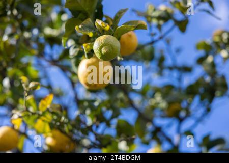 Limoni quasi maturi su un limone contro un cielo azzurro brillante, Bari Sardo, Ogliastra, Sardegna, Italia Foto Stock