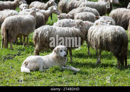 Cane da allevamento, cane da pastore di razza maremmano su un pascolo che protegge nel mezzo del suo gregge di pecore, Bari Sardo, Ogliastra, Sardegna, Italia Foto Stock
