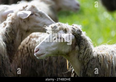 Pecore in gregge in un prato, Bari Sardo, Ogliastra, Sardegna, Italia Foto Stock