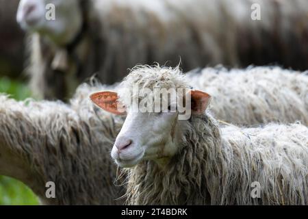 Pecore in gregge in un prato, Bari Sardo, Ogliastra, Sardegna, Italia Foto Stock